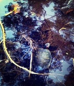 Reflection of trees in water