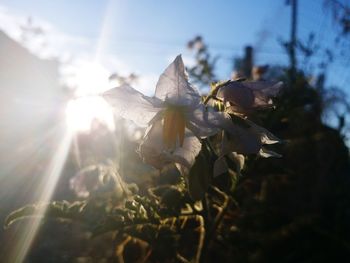 Close-up of flower leaves against bright sun