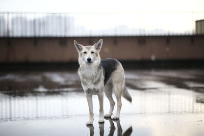 Portrait of an animal