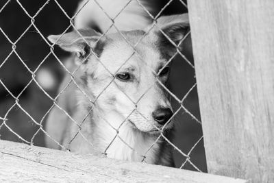 Close-up portrait of a dog looking away