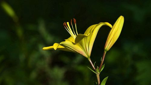 Close-up of yellow flowers blooming outdoors