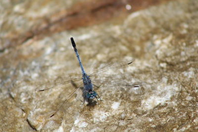 Close-up of damselfly on leaf