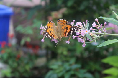 Close-up of butterfly pollinating on flower