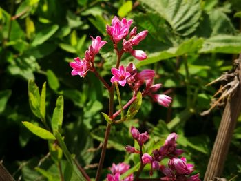 Close-up of pink flowering plant