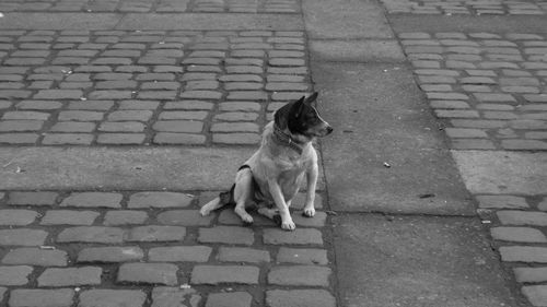 Dog sitting on footpath