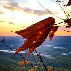 Close-up of autumn leaf against sky