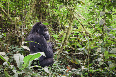 Mountain gorilla in bwindi impenetrable national park, uganda