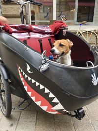 Dog sitting in car