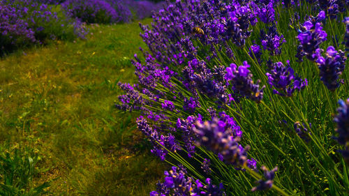 Close-up of purple flowers on field