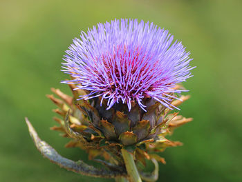 Close-up of purple thistle flower on field