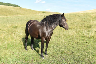 Horse standing in a field