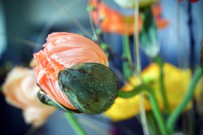 Close-up of flower on plant