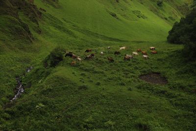 View of sheep grazing in field