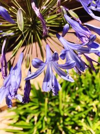 Close-up of purple flowers