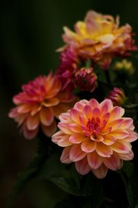 Close-up of flowers blooming outdoors