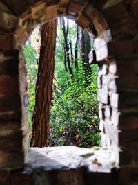 Close-up of tree trunk
