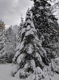 Low angle view of trees against sky during winter