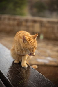 Cat sitting on wood