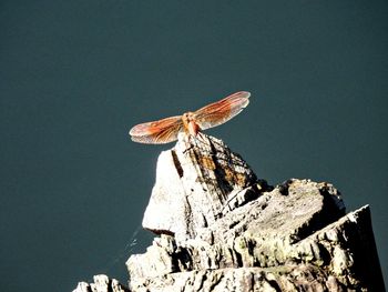 Close-up of butterfly on dead tree 