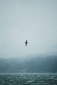 Bird flying over sea against sky