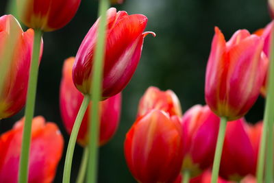 Close-up of pink tulips