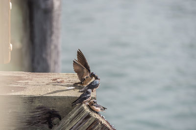 Bird flying over wooden post