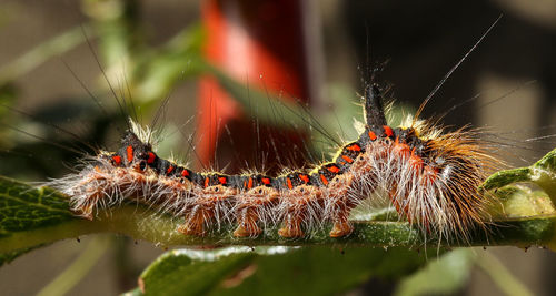 Close-up of insect on leaf