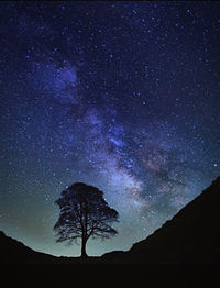 Low angle view of silhouette trees against sky at night