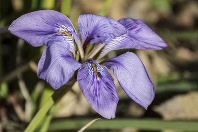 Close-up of purple iris blooming outdoors