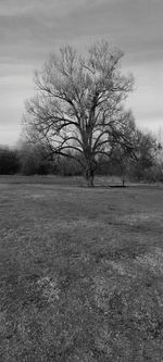 Bare tree on field against sky