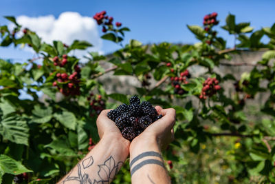 Cropped hand of woman holding raspberries against tree