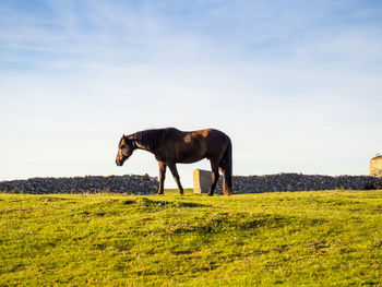 Horse standing in a field