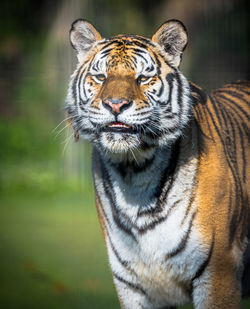 Close-up of tiger