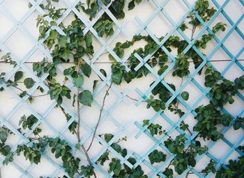 Ivy growing in greenhouse