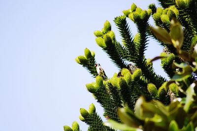 Low angle view of fern against clear sky