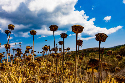 Low angle view of plants on field against sky