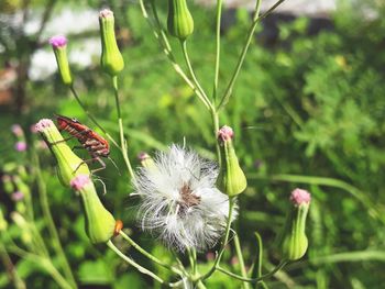 Close-up of butterfly pollinating on flower