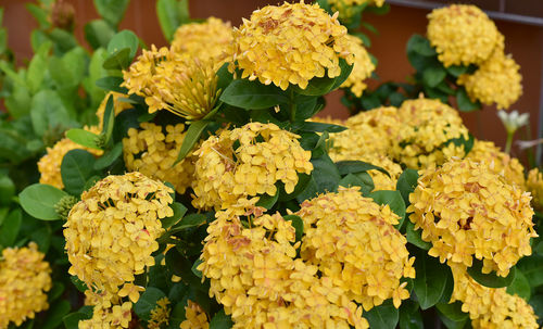 Close-up of yellow flowering plant