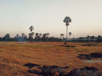 Scenic view of field against clear sky during sunset