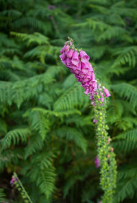 Close-up of pink flowering plant