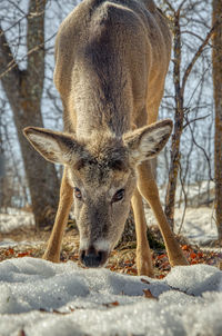 Portrait of deer in snow