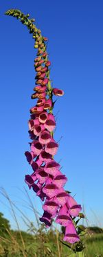 Low angle view of pink flowering plant against blue sky