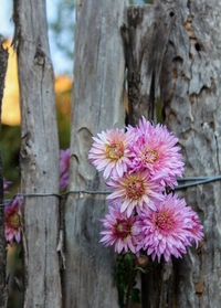 Close-up of pink flowering plant against tree trunk