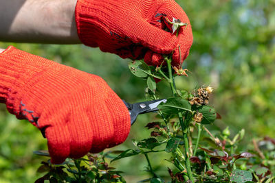 Gardener in red gloves makes pruning with pruning shears faded roses flowers