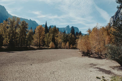 Panoramic view of trees on landscape against sky