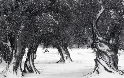 Trees on landscape