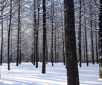 Snow covered pine trees in forest during winter