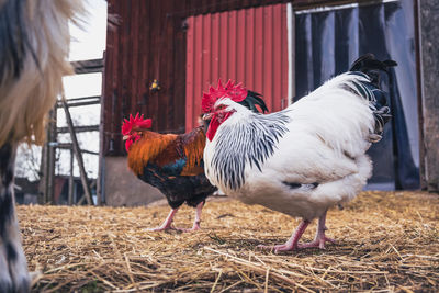 Two roosters on a farm