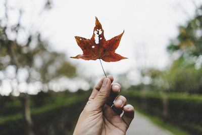 Close-up of hand holding maple leaves