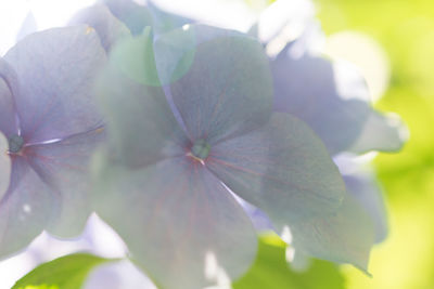 Close-up of iris blooming outdoors